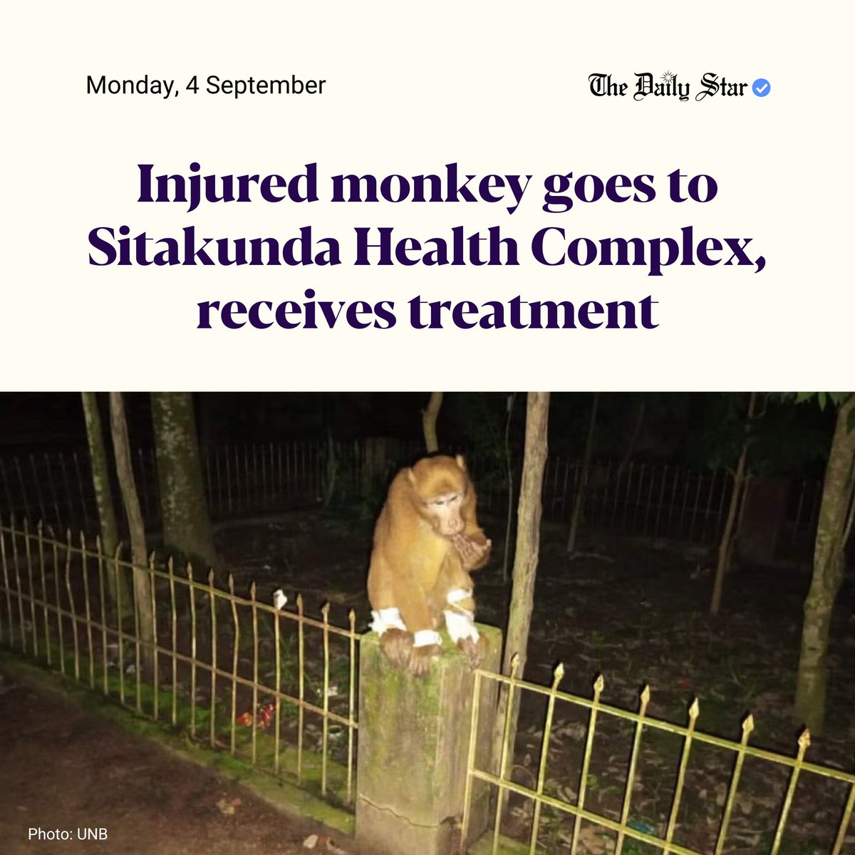 dailystarnews's tweet photo. A monkey has become the talk of the locality after it went to Sitakunda Upazila Health Complex in Chattogram twice and received treatment for wounds.
Read more: https://t.co/gNea4pMrsr
#WildLife #InjuredMonkey #Wonds #Treatment #Newsupdate #Bangladesh https://t.co/enYEVLgbmL