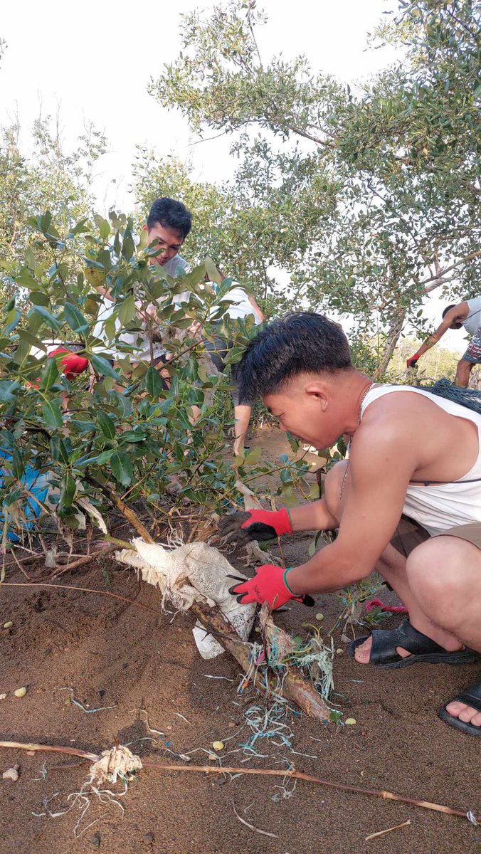 Mangrove Clean Up @beach_token,#beachcollective,#beachaction,#saveouroceans,#saveourseas,@Jaijaikho Click our Beach Action post here:beachcollective.io/share/1661/