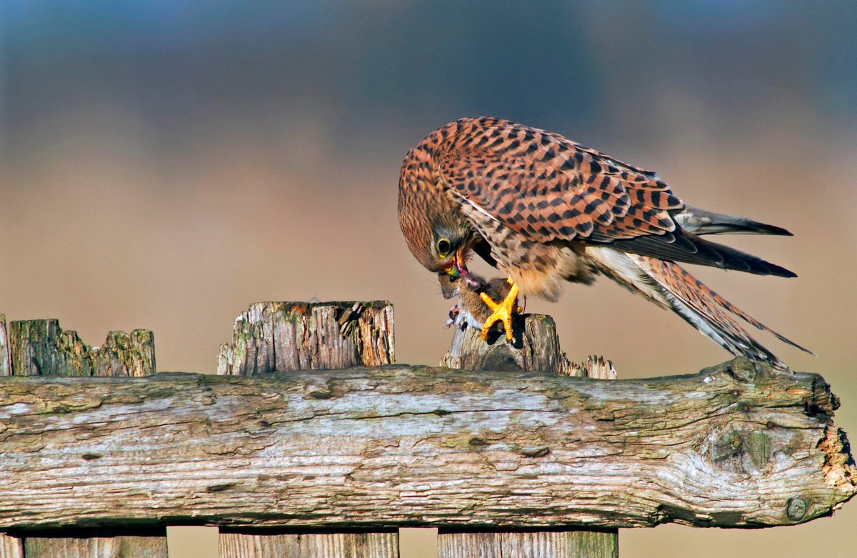 What we call ‘autumn’ includes September and October, i.e. the best birding time in the second half of the year. Here are five beautiful birds for you to enjoy at this time >> shorturl.at/ivxyX Image credit: Alamy