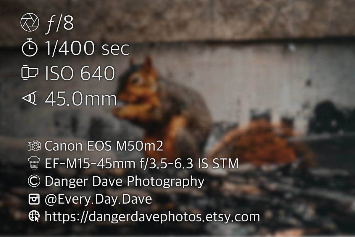 K State Squirrel Mafia. I know I know but can we really rule out the possibility that the squirrels on campus are part of an organized crime ring? 
#photography #KState #squirrel #naturelover #outdoors