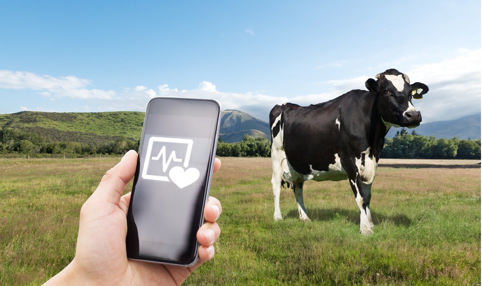 risingkashmir.com/embracing-chan…
#dairytechnology #dairylife 
visit : longdom.org/advances-dairy…