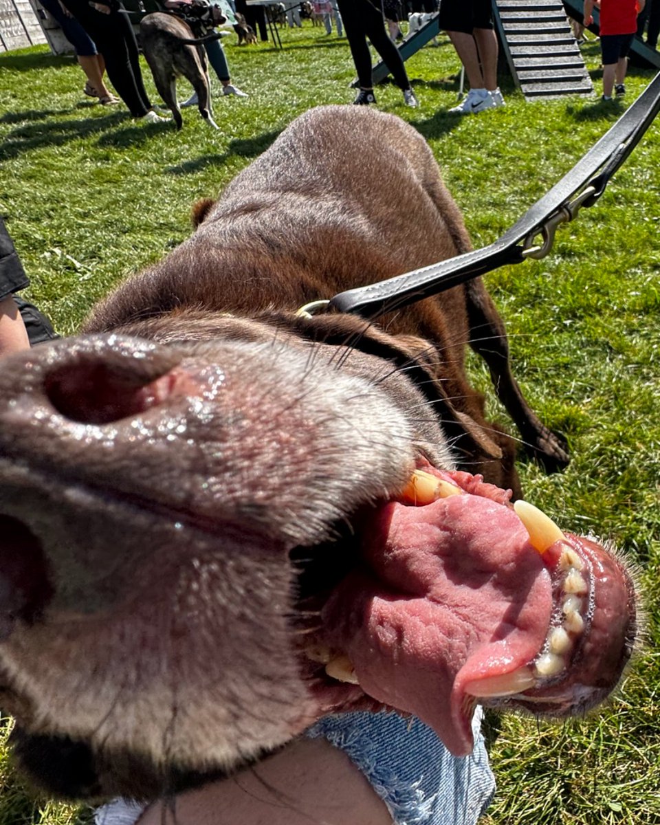 EdinDogCatHome's tweet image. We can’t thank everyone who turned up for Open Day enough 💫

We feel incredibly fortunate to have such amazing supporters, complete with their adorable furry friends. Words can't express our appreciation for your ongoing care and support for both us and the animals we serve. 💚