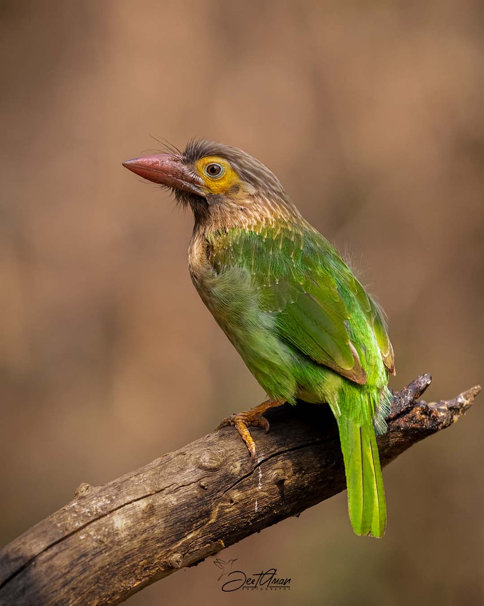 Brown-headed Barbet #tweeterbirds #birds #BirdsSeenIn2023 #birds #birdphotography #BirdTwitter #NaturePhotography @BirdPlanets @WildlifeMag @ThePhotoChallng @ThePhotoHour @30DaysWild @Team4Nature @WorldofWilds #birbs @BirdwatchExtra @goldsant #BBCWildlifePOTD #BirdsOfTwitter