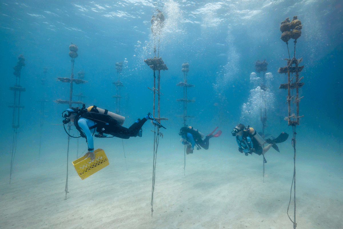 Coral Restoration Foundation tweet media
