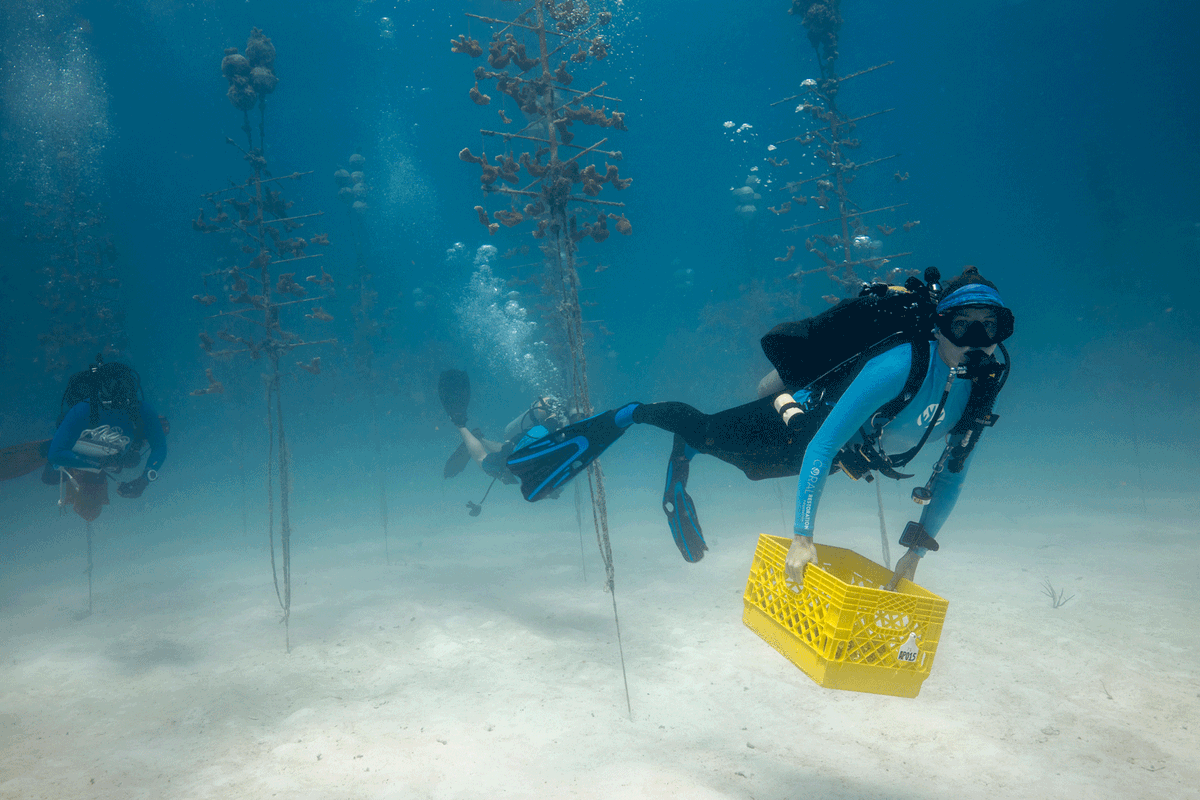 Coral Restoration Foundation tweet media