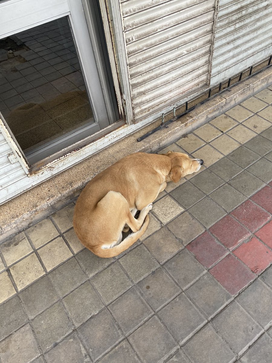 <a href="/VivireNuevaCba/">VivirenNuevaCórdoba®</a> por favor este perrito está temblando pasando frío en maipu y corrientes, no puedo llevármelo pero alguien que esté cerca puede dejarle una mantita o buzito???? 🙏🏻🙏🏻🙏🏻🙏🏻🙏🏻🙏🏻