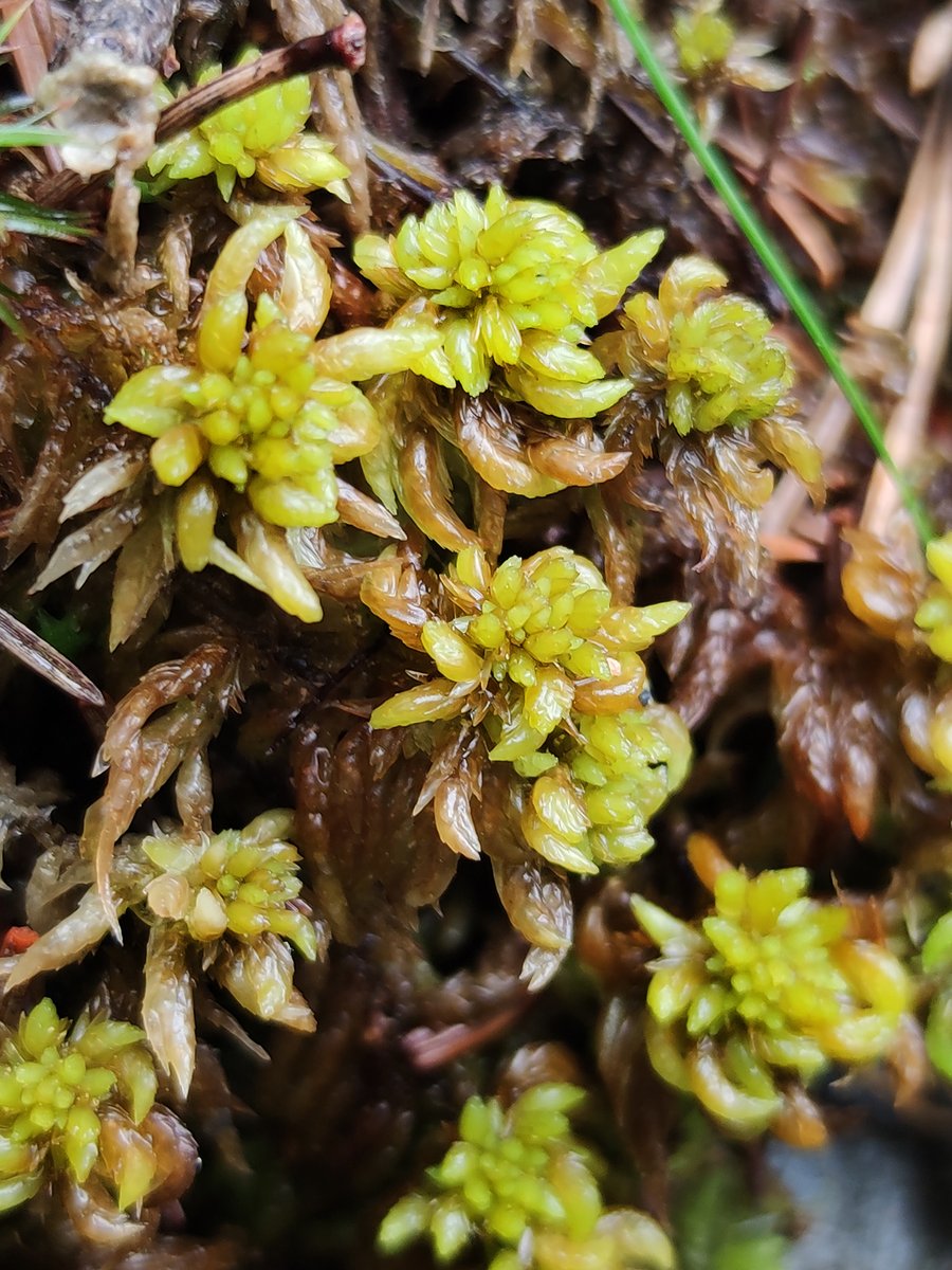 mossworld's tweet photo. Some norwegian #Sphagnums from the trip in July. 
S. palustre and the yellowish S. denticulatum I think. #boglife #mossmatters #bryophytes @SphagnumPI @BBSbryology https://t.co/ZESCJelB4E