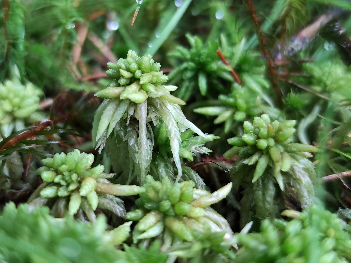 mossworld's tweet photo. Some norwegian #Sphagnums from the trip in July. 
S. palustre and the yellowish S. denticulatum I think. #boglife #mossmatters #bryophytes @SphagnumPI @BBSbryology https://t.co/ZESCJelB4E