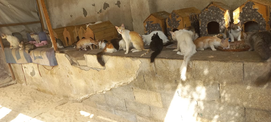 Dear friends..
Please RT to spread..2days ago I tweeted that I needed2get food supplies for 55 cats at the shelter
So far I got300$,total goal is550$The situation is very dire.
Please help me before a disaster strikes in the shelter
TYSM
paypal.me/animalrescue703