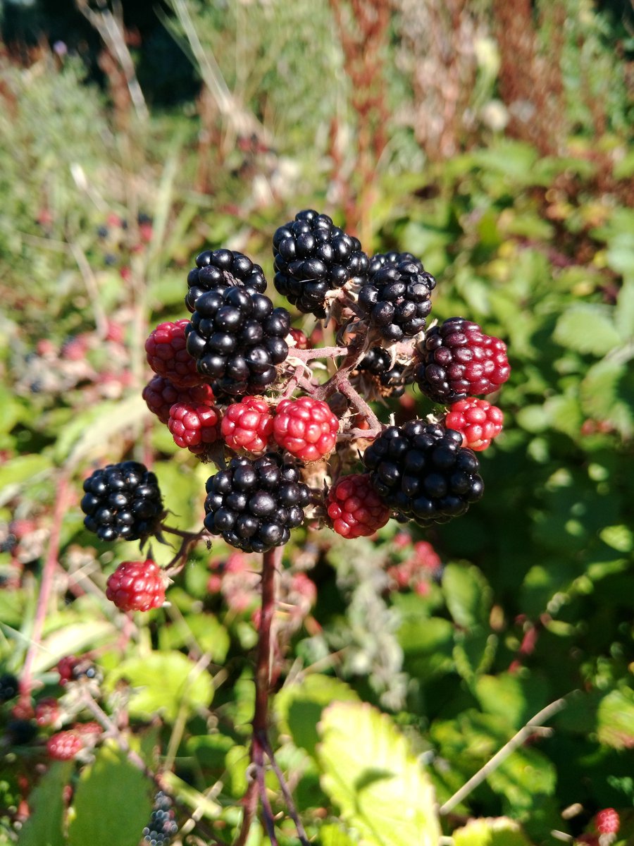 Autumn is upon us. The park has a number of foragables, bramble , elderberries are the obvious contenders. There are also sloes, beechnuts, acorns , dandelions and other useful plants for the adventurous to harvest.  Historically nettles were also much sought after .