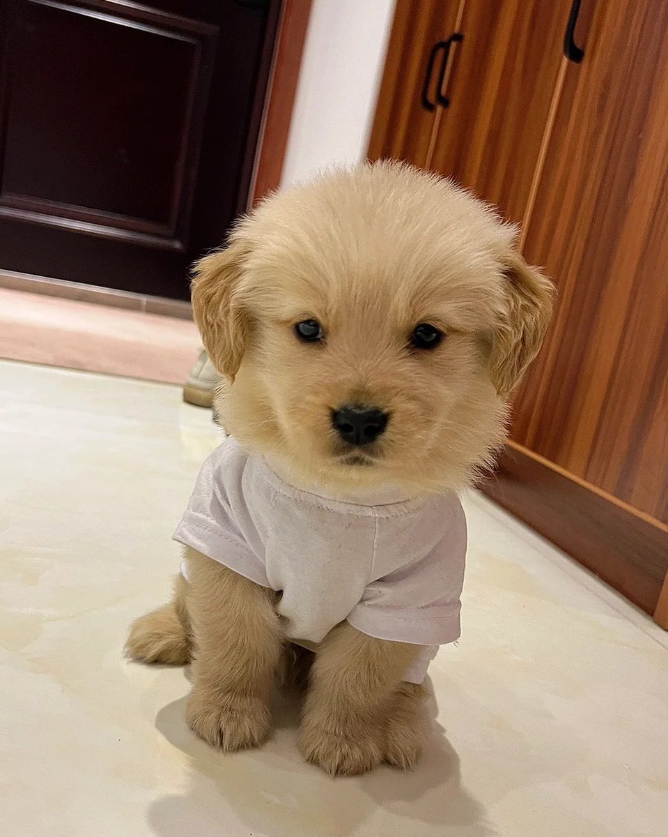 So adorable puppy 🥰🐶🥰