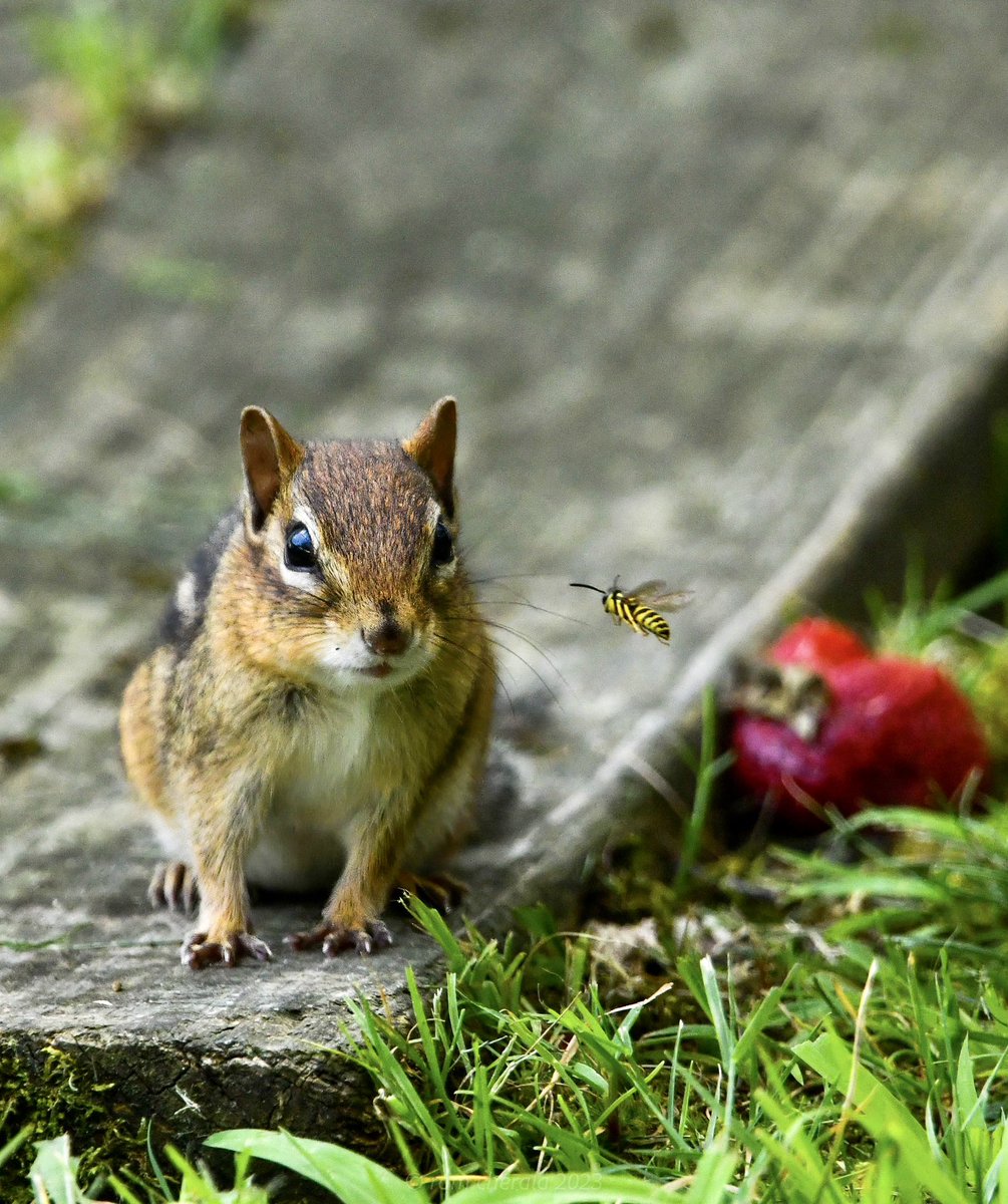 ram_cherala's tweet photo. @FlakPhoto Still here and giving it a shot. Here’s an eastern chipmunk being told to “buzz off”!!
#easternchipmunk
#bee https://t.co/ce422vpwdj