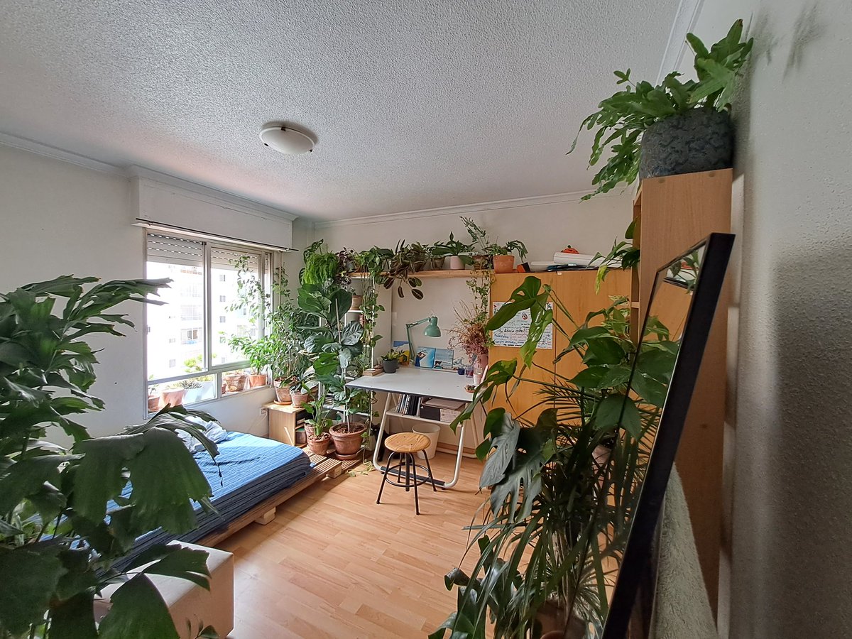 lo q cambia la energía de la habitación con las plantas dios