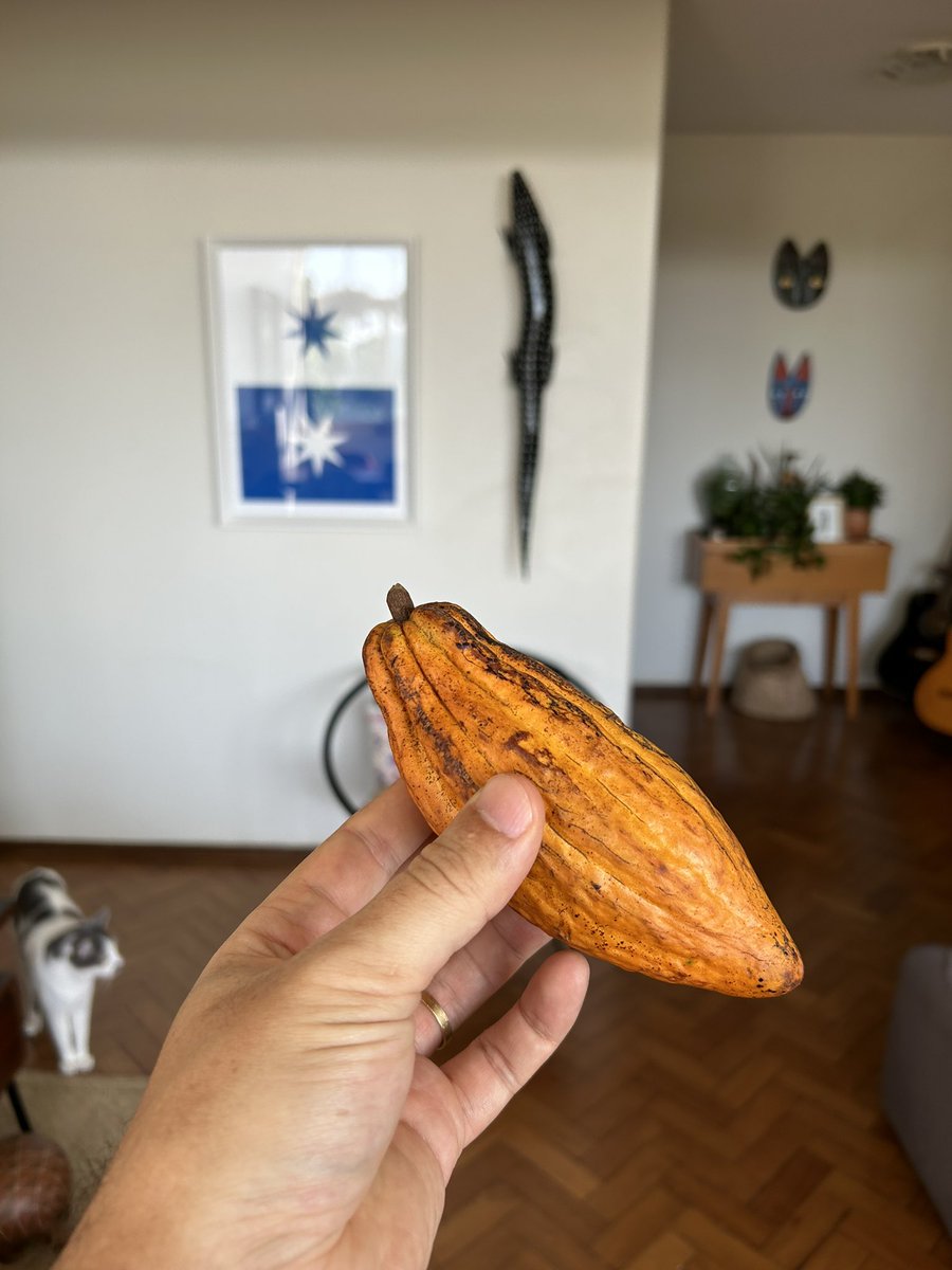 arautonho's tweet photo. Acho cacau lindo demais! Quando estudei na Suíça lembro de nunca ver a imagem do cacau associada ao chocolate. No lugar, eles gostam de colocar foto de montanha, como se chocolate nascesse na graminha dos alpes. Acho muito que essa supressão de origem é uma escolha política mesmo https://t.co/aexx3uudOX