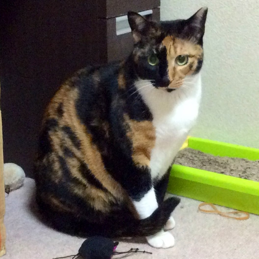 sa19840424's tweet photo. 🙏猫を探しています🙏

不注意で実家の猫が外へ出てしまいました

場所：神奈川県座間市
毛色：三毛猫
特徴：尾曲がり　左耳の先がカットされています
性格：元保護猫のため警戒心が強くビビりで飼い主にしか懐いておりません。

特徴的な毛色なのですぐに姫(名前)だとわかると思います。→ https://t.co/TEWyjY6yY4