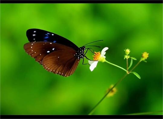 CubieHD's tweet photo. The value of a flower is known only by a butterfly who loves flowers😊 https://t.co/oUg5At3SxK