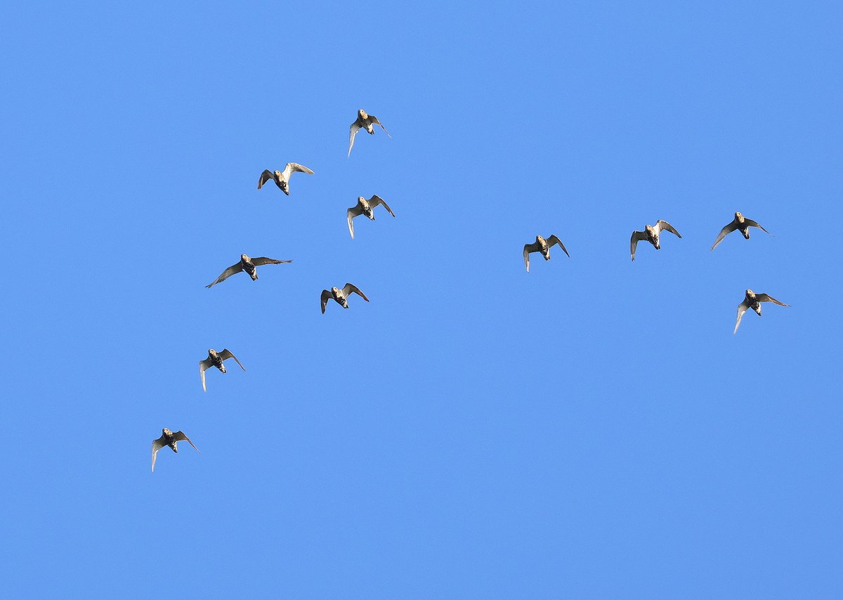 Robs Birding tweet media