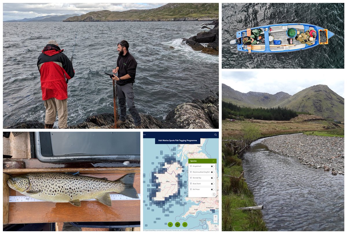 @ResearchIFI summer newsletter is now available @ tinyurl.com/nhcevauu #citizenscience #pinksalmon #recreational_angling #fish_monitoring #river_restoration @InlandFisherIE