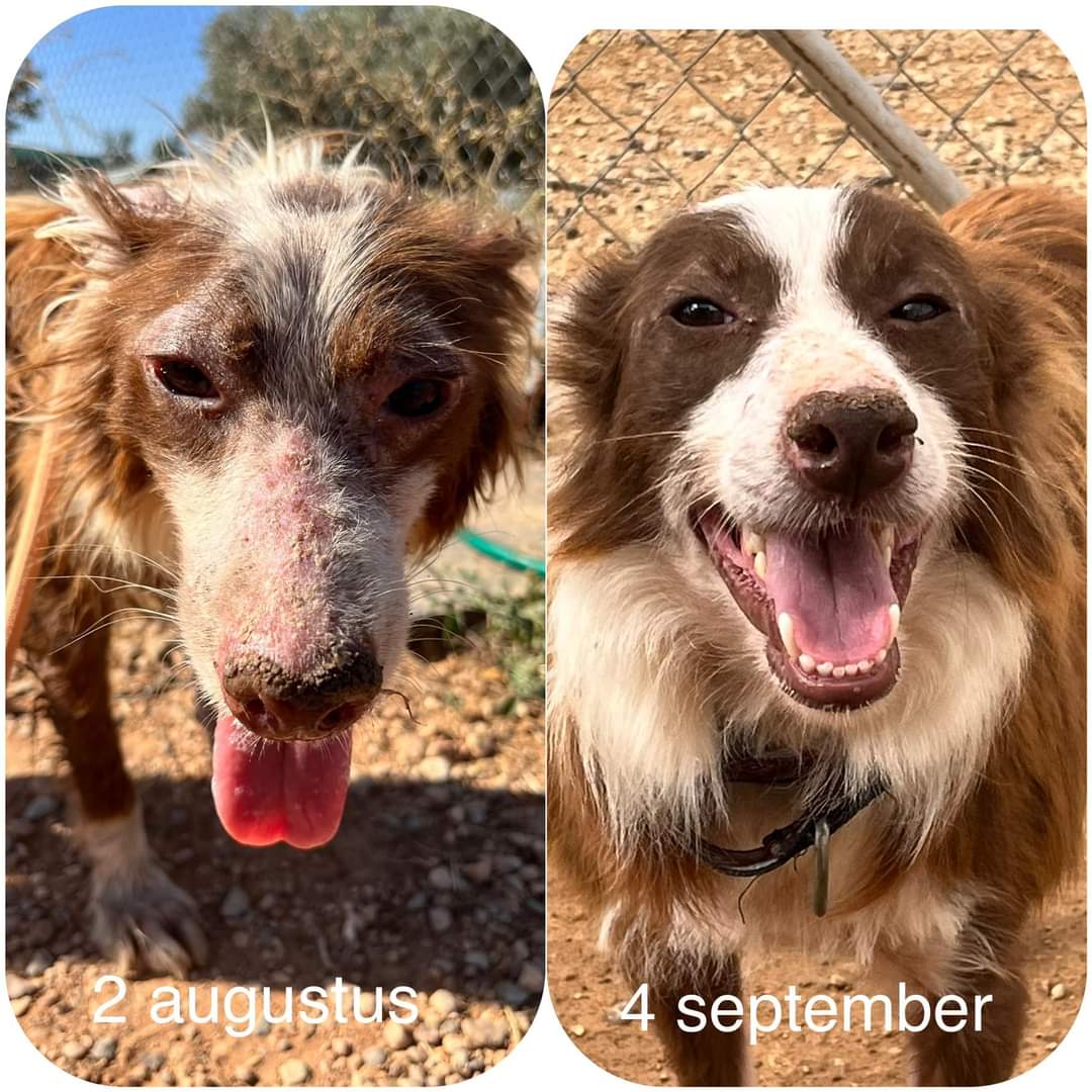 Riders For Dogs tweet media