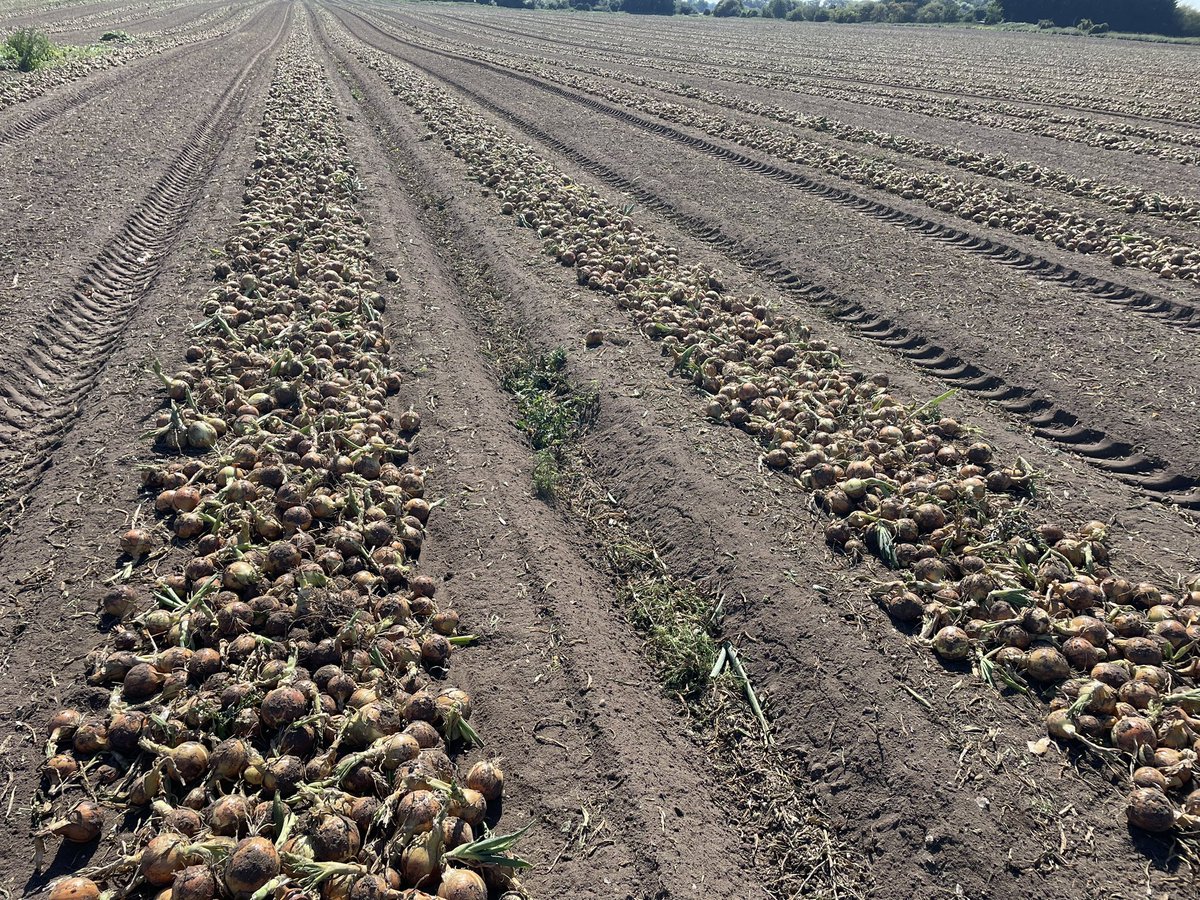 JimScarratt's tweet photo. One harvest finish’s and another one starts 🧅 🧅 Topping, drip tape removal and hoovering out @MoultonBulb @WrootWater #brownonion #fasto https://t.co/Txcp89MGpO