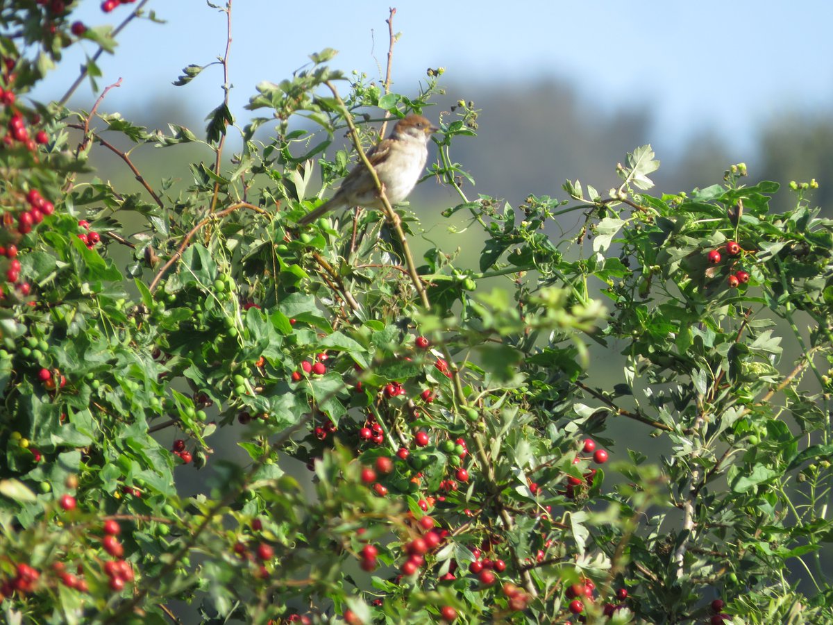 LeeEvansBirding tweet picture