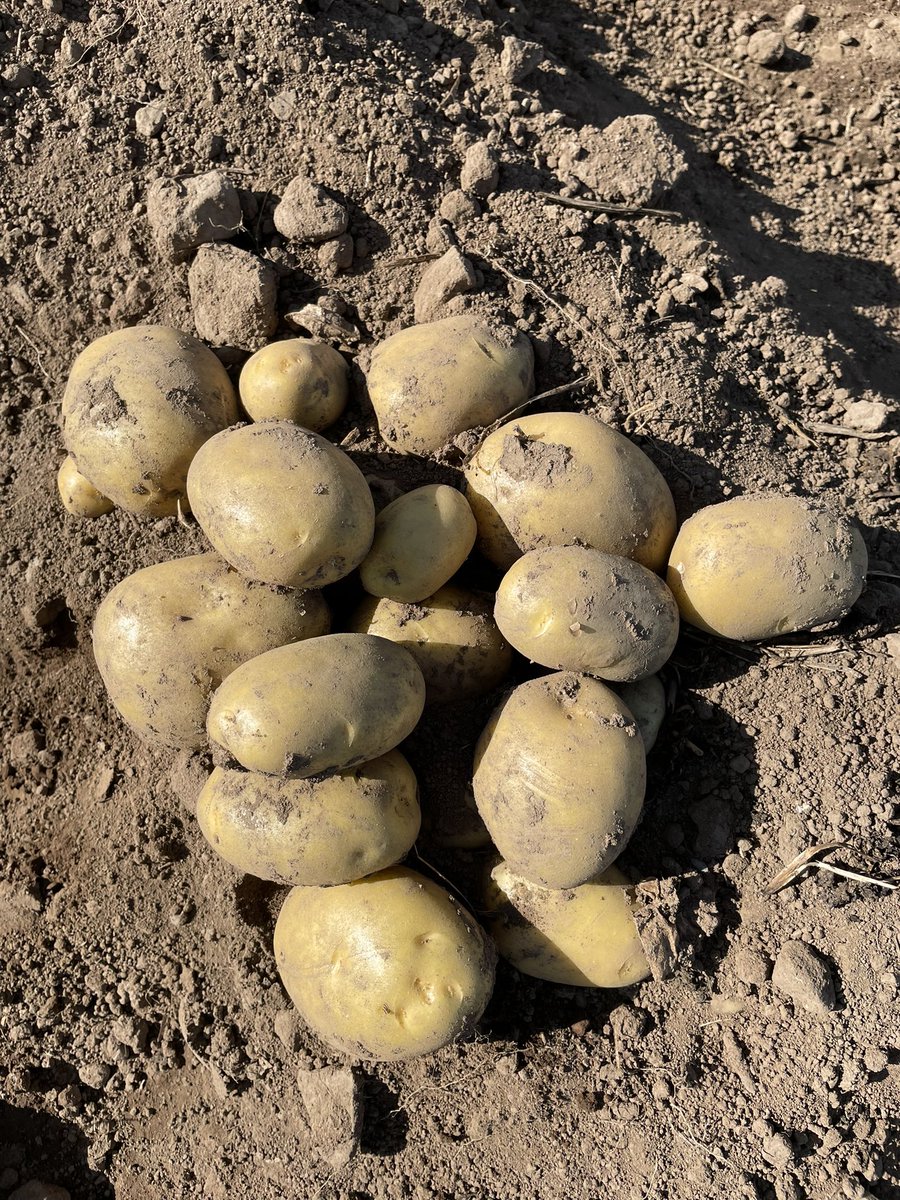 Greenvale Seed (@greenvale_seed) on Twitter photo It’s that time of the year when we select our new varieties bred by JHI. Some very promising crosses including this Tyson x Karelia beauty! <a href="/JamesHuttonInst/">James Hutton Institute</a> It’s that time of the year when we select our new varieties bred by JHI. Some very promising crosses including this Tyson x Karelia beauty! <a href="/JamesHuttonInst/">James Hutton Institute</a>