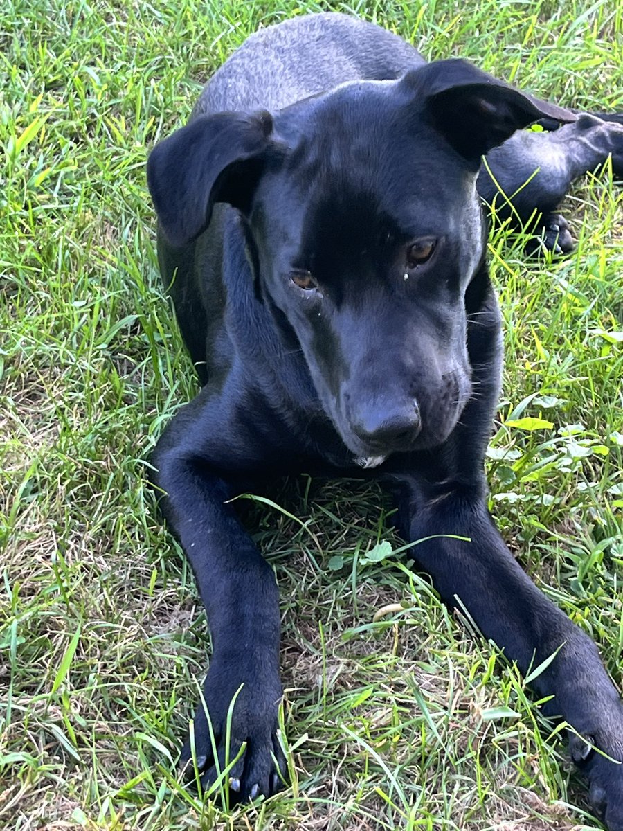 SoleilRaptor's tweet photo. I have not been posting much because my bf and I adopted a puppy ( not really pup more like a teen ) Everyone meet Rooster!🐔 https://t.co/M5TgxqwJmN