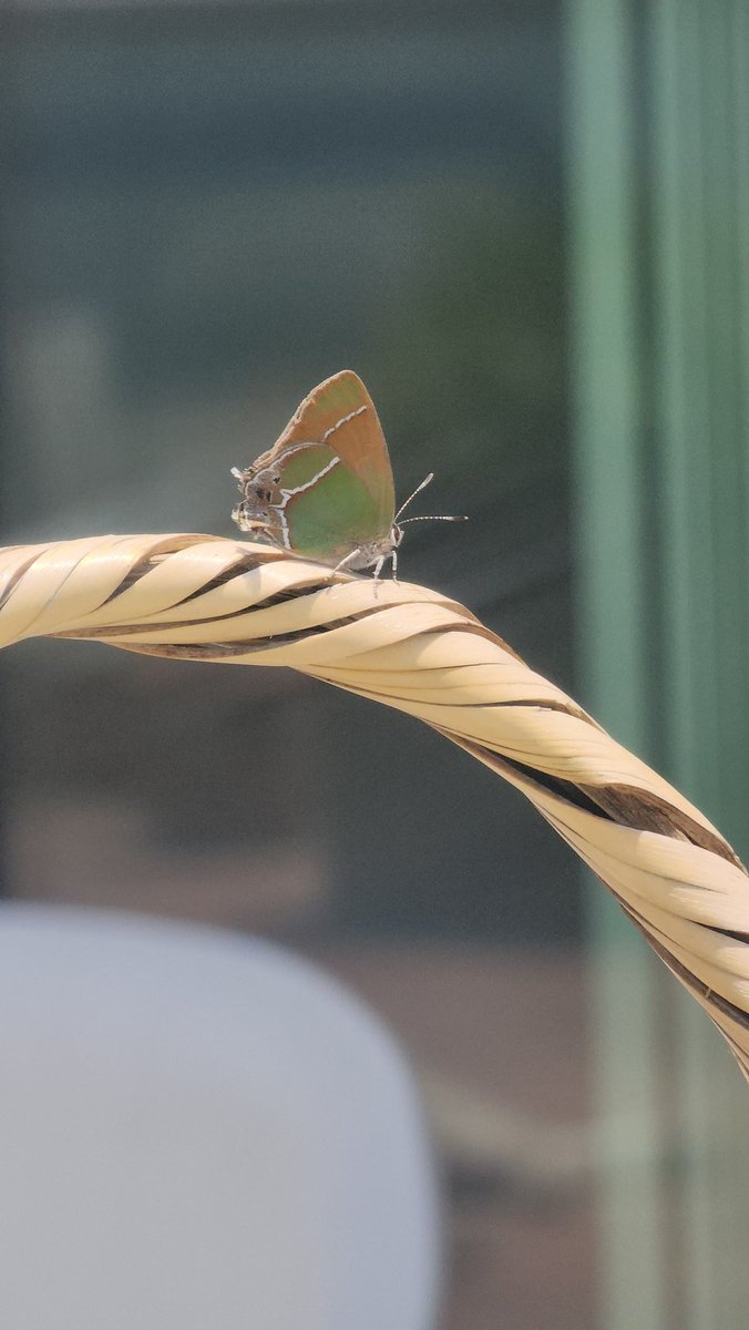 hildaloru's tweet photo. Ayer vi a esta mariposa sacar la lengua, tomar agua con ella y volverla a enrollar https://t.co/w9bBnQtIJO