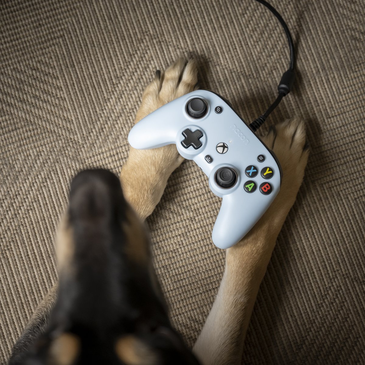 Nacon's tweet photo. Humanity's two best friends 🐶🎮  

#Dog #Xbox #Nacon #ProCompactController https://t.co/iYWEgWloew
