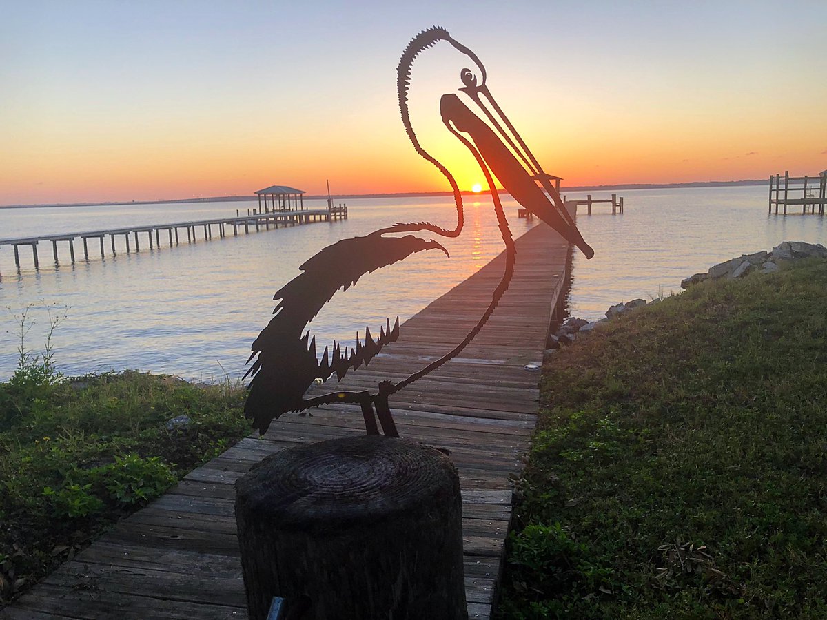 Petey the Pelican for #904Day 🌅
