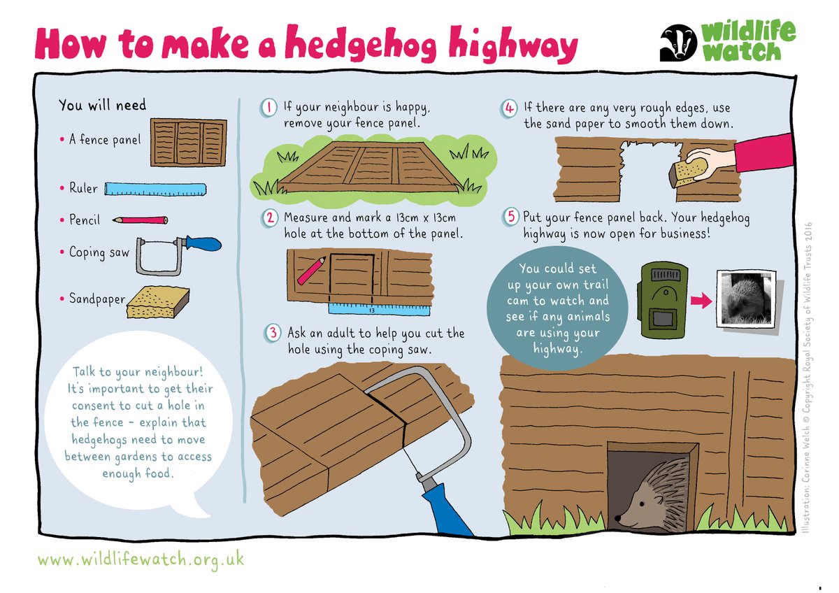Hedgehogs roam up to 3km a night! Cut a hole in your fence and create a hedgehog highway! 🦔 wtru.st/3AY9d4K