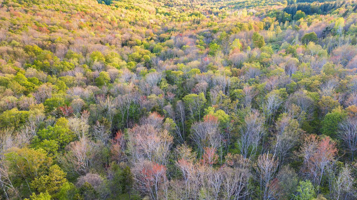 4wildplaces's tweet photo. Support Shelby Perry's 80-mile Walk for Wilderness, and you'll help protect Bear's Nest Wilderness Preserve in #Vermont. Plus, all supporters receive a special invitation to a community celebration at Barr Hill in Montpelier on October 15. Learn more at https://t.co/d886mi1jHg https://t.co/ulZtGPejom