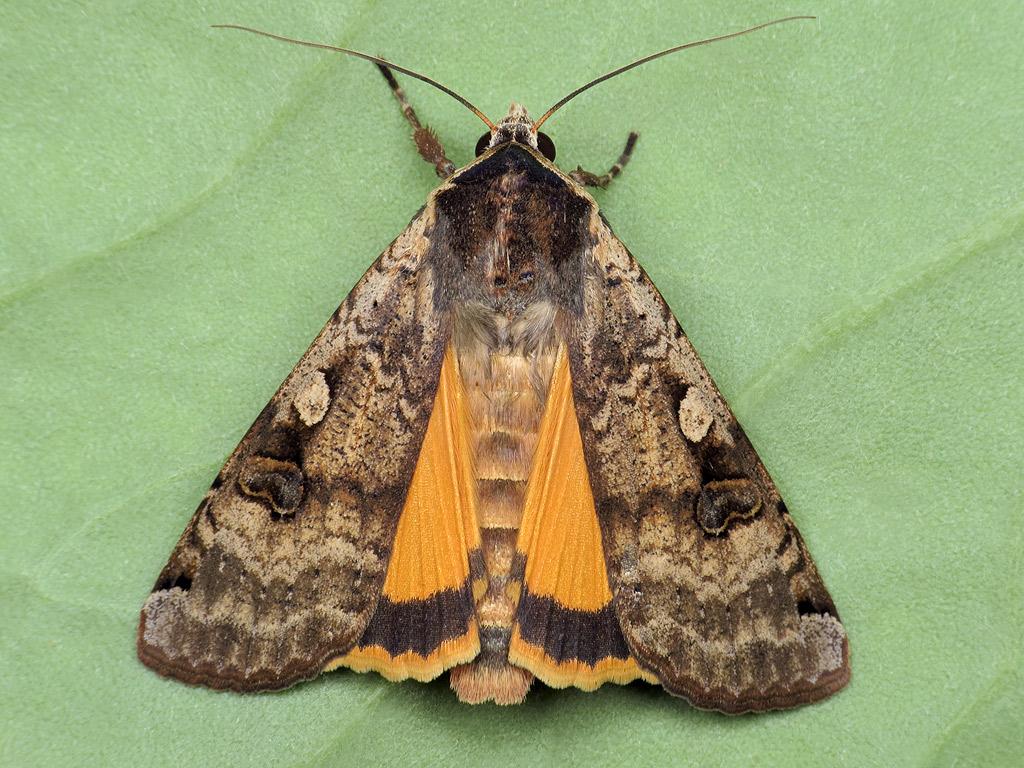 Todays #MothMonday is the Large Yellow Underwing! 🦋🐛

The adults maybe disturbed from plant debris or ground vegetation during the day. This one almost looks like it have love hearts on its forewings!❤️

📸: Ryszard Szczygieł

#savebutterflies #mothsmatter #mothmonday