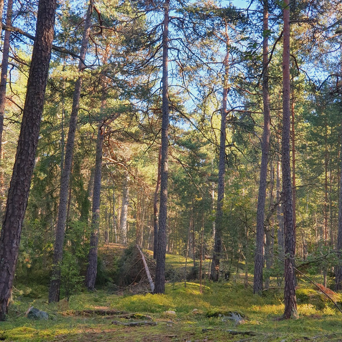 Sherringford56's tweet photo. After work walk in the nearby Grimsta Woods. #nature #NaturePhotograhpy #NatureBeauty #Naturetherapy #landscapephotography #woods #woodwalking #trees #Grimsta https://t.co/Ia5UaZ1rYz