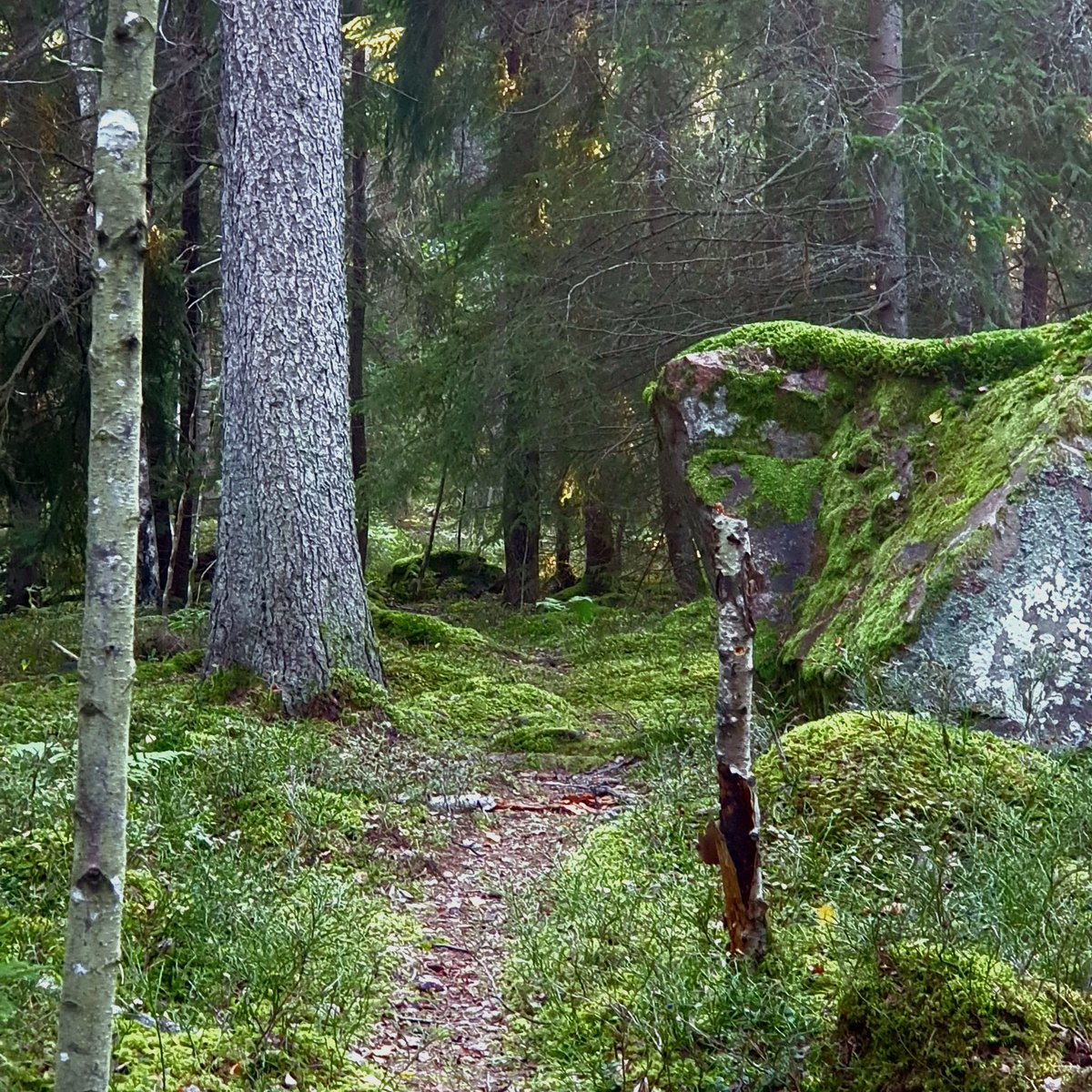 Sherringford56's tweet photo. After work walk in the nearby Grimsta Woods. #nature #NaturePhotograhpy #NatureBeauty #Naturetherapy #landscapephotography #woods #woodwalking #trees #Grimsta https://t.co/Ia5UaZ1rYz