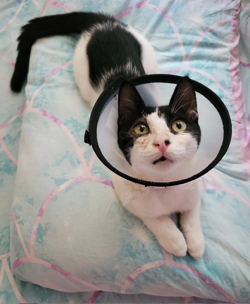 Cicov_'s tweet photo. Here is a fresh shot of Middie The Sunflower 😁 His eye is almost recovered! 🔥

List of our latest supporters:

@michaelmicasso 
@immortality00
@diamondgalleryr
@m15lngn
@ARTAKANAI 
@mentalvzn 
@NataDarlex 
@Evveart 
@demi_nataly 
@tormential 
@SveBekyarova 
@IAmNovaSky https://t.co/G4WIdsdc5U