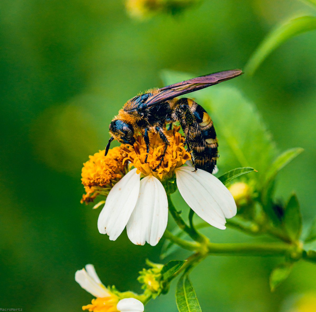 _JAMertz_'s tweet photo. @KSivachukArt @NatGeoPhotos 🐝 https://t.co/PSPG9xXKpp
