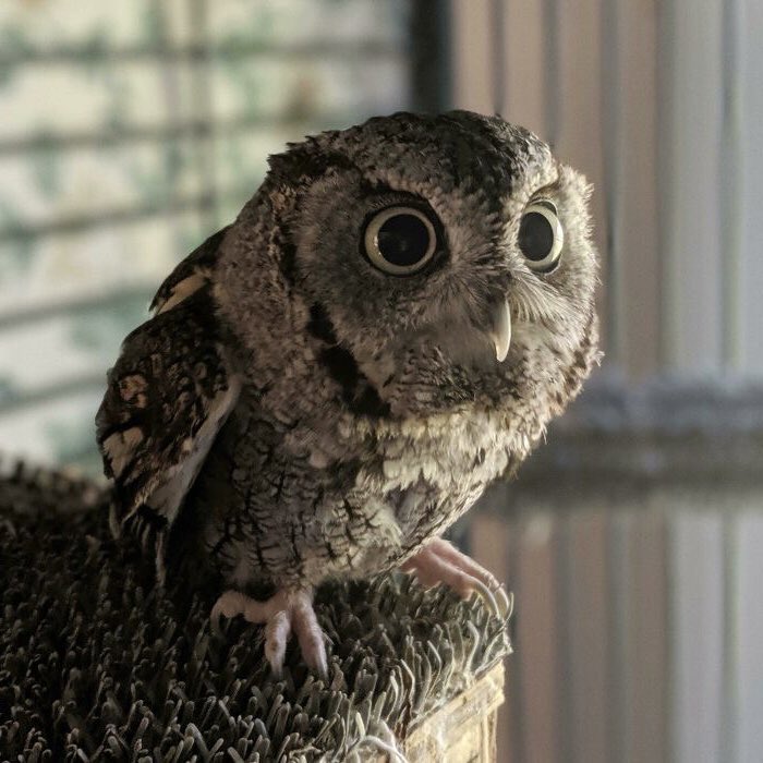 taehyun as owls (@2k0t0h2) on Twitter photo 