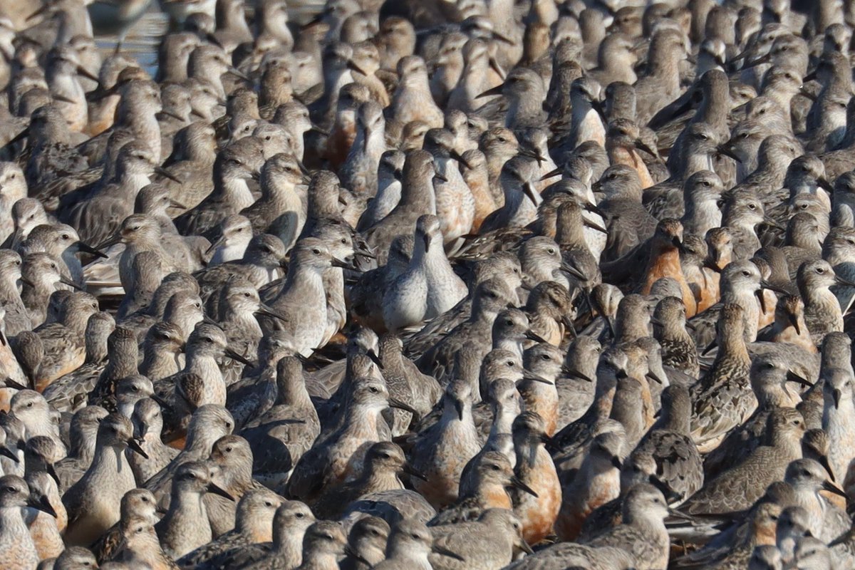 Spinkybird's tweet image. I also found a #Knot on steroids. There's something a little Feathers McGraw about it. #nomessing #muscles