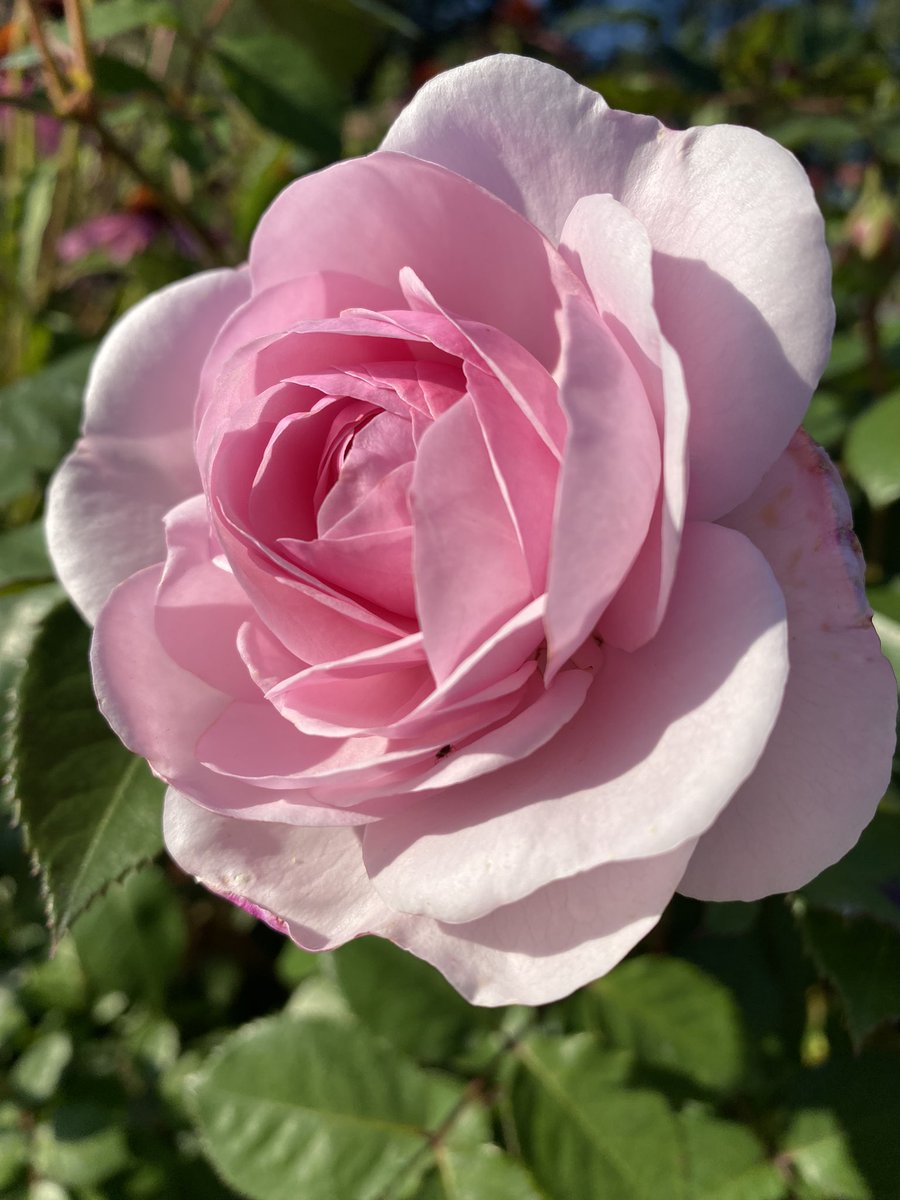 Happy in the evening sun #RoseADay

#GardeningX #GardeningTwitter #Roses #Roses23