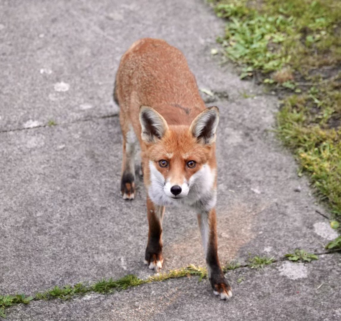 Annette parish tweet media