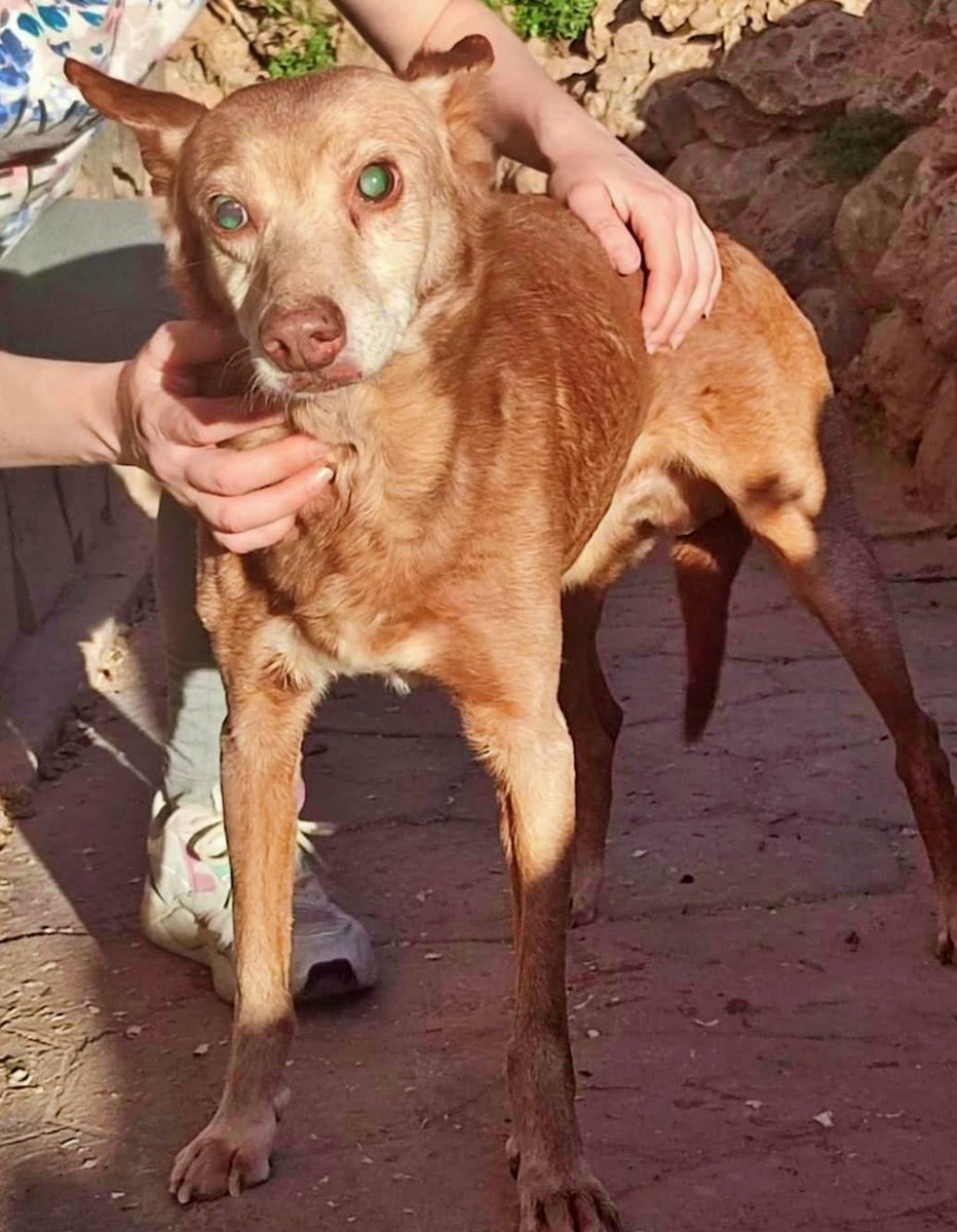 SosAbuelos1's tweet photo. #Córdoba
A ver si entre tod@s podéis ayudarme.

Me llamo #PIRATA, soy un abuelillo de 11 años, totalmente #ciego.
El perro de un cazador.

Necesito salir de donde estoy, por favor. Pero para eso tendría que tener alguna casa de acogida u oferta de adopción.

Yo soy un “tipo” alegre a pesar de mi ceguera, buenísimo y muy sociable.

Quizá si compartís mucho, esta publicación llegue a una buena familia que me quiera.

📧 sosayudaanimalya@gmail.com