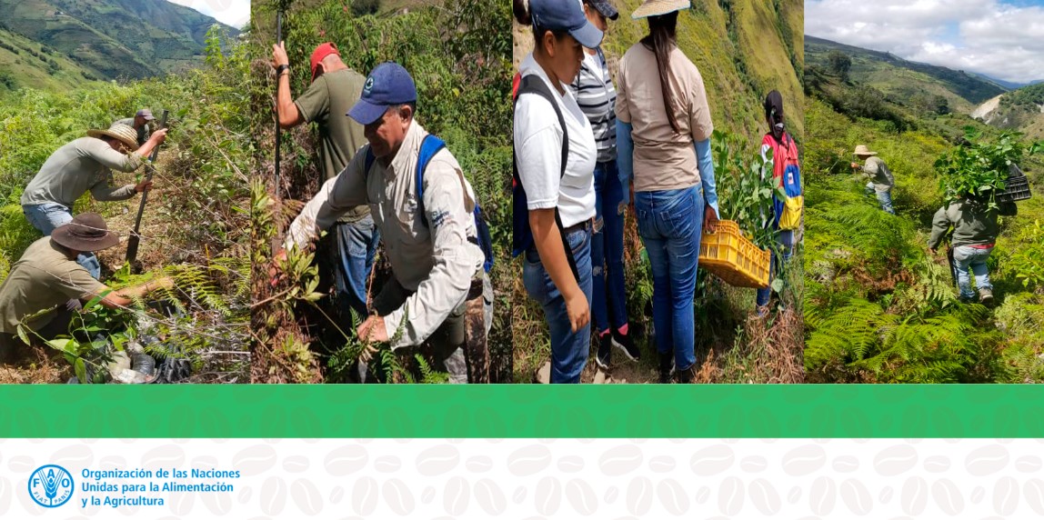 FAO_Venezuela's tweet photo. Siguiendo los principios agroecológicos de conservación @FAO_Venezuela, @InparquesVzla y miembros de la comunidad La Vega, municipio Boconó-Trujillo, restauraron áreas plantando especies forestales y frutales en el marco del proyecto #PaisajesAndinosVe 🌱🌿🌳@MinecOficial @theGef https://t.co/RORyT1xYbO