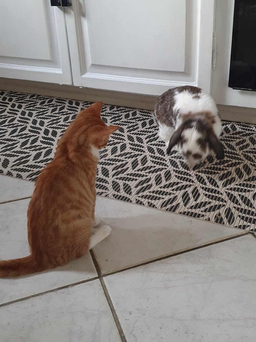 Juste quelques photos pour vous montrer ma petite Sora que j'ai adopté il y a 1 semaine maintenant <3

Avec en bonus mon lapin (ils s'aiment trop mdrrr)
