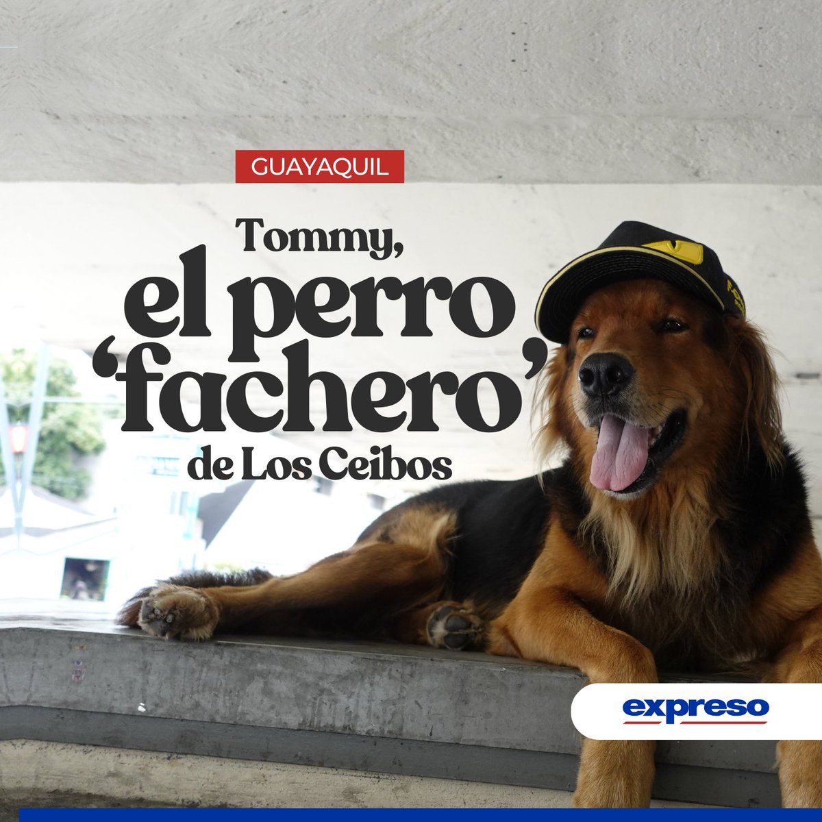 Expresoec's tweet photo. Tommy, el perro mestizo que llegó a Guayaquil desde Venezuela, junto a su dueño, se ha ganado el corazón de los vecinos de Los Ceibos, por su 'look' particular. 

Te contamos más 👉 https://t.co/FthRnq9tkr https://t.co/uRo9DVD94s