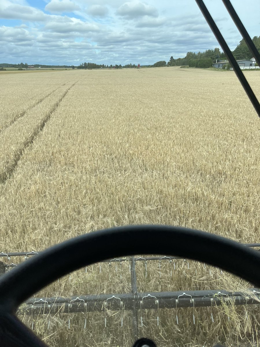 TeemuHelkala's tweet photo. Hyvää suomalaisen ruuan päivää 🌾
Päivän kunniaksi ohraa laariin sateiden jälkeen 🤠
#suomalaisenruoanpäivä https://t.co/YFn8AGMqRF