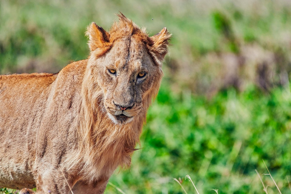 Crater Boy | Ngorongoro | Tanzania
#wildlifefoto #bbcearth #tanzaniasafari #naturephoto #lion #animalplanet #theglidingfrog #lionlover #animalphotographer #natgeoexpeditions #ngorongoro