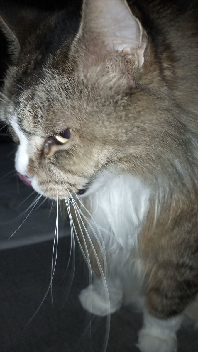🐾MoppelchenCat🐾 tweet media
