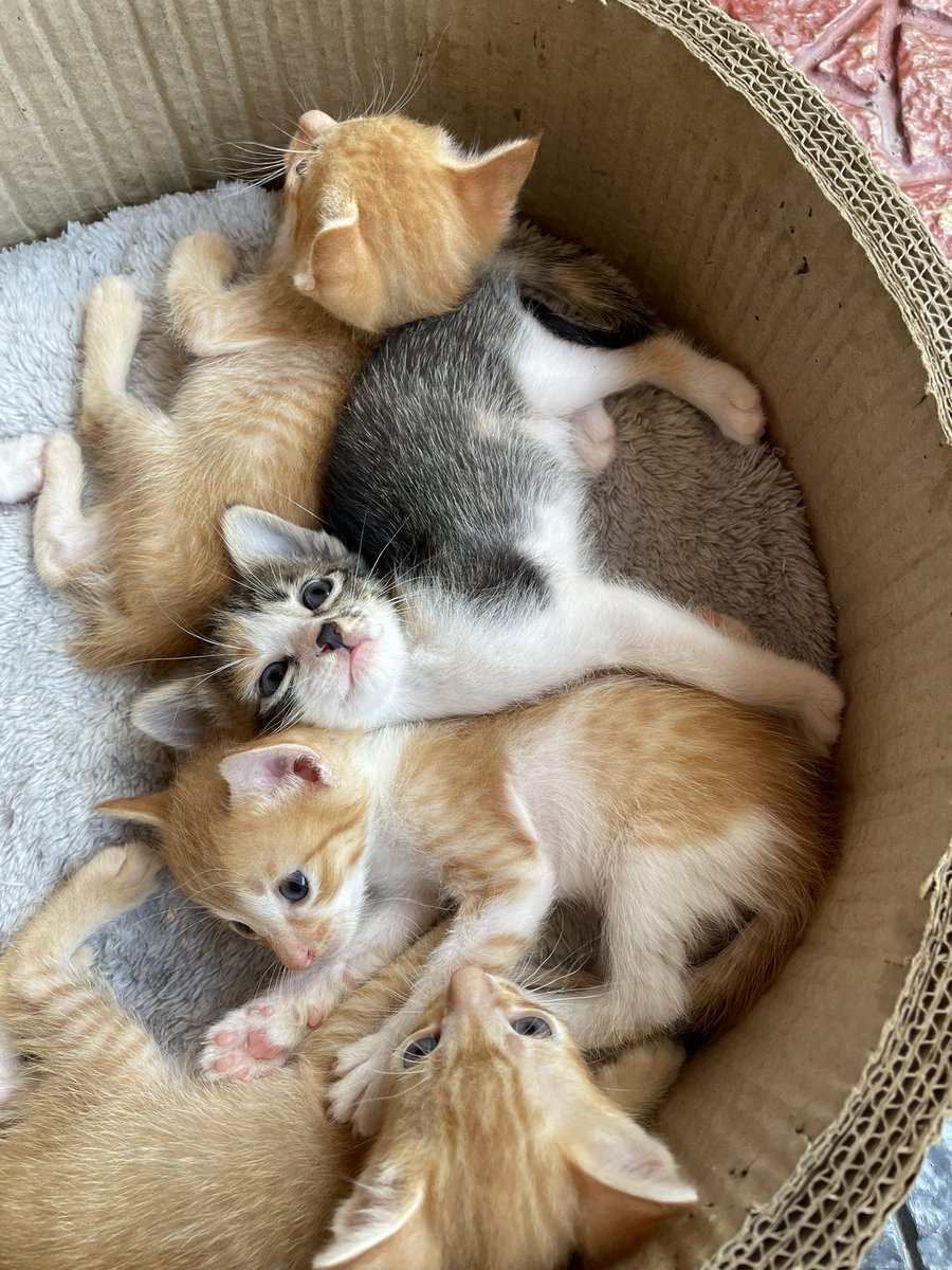 warlockholmesx's tweet photo. Hi, Metro Manila-based friends! Hoping you all see this: I’m urgently looking for a home for my six-week old kittens.

I’m in a tight situation personally—I can share more in DMs—so I can’t keep them safe for long. So if you can adopt or foster any, you would help keep them safe. https://t.co/SJmPo6JU9w