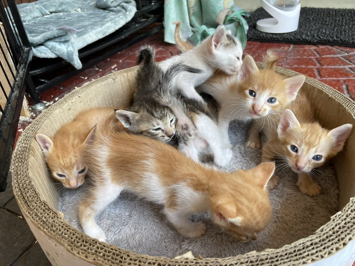 warlockholmesx's tweet photo. Hi, Metro Manila-based friends! Hoping you all see this: I’m urgently looking for a home for my six-week old kittens.

I’m in a tight situation personally—I can share more in DMs—so I can’t keep them safe for long. So if you can adopt or foster any, you would help keep them safe. https://t.co/SJmPo6JU9w